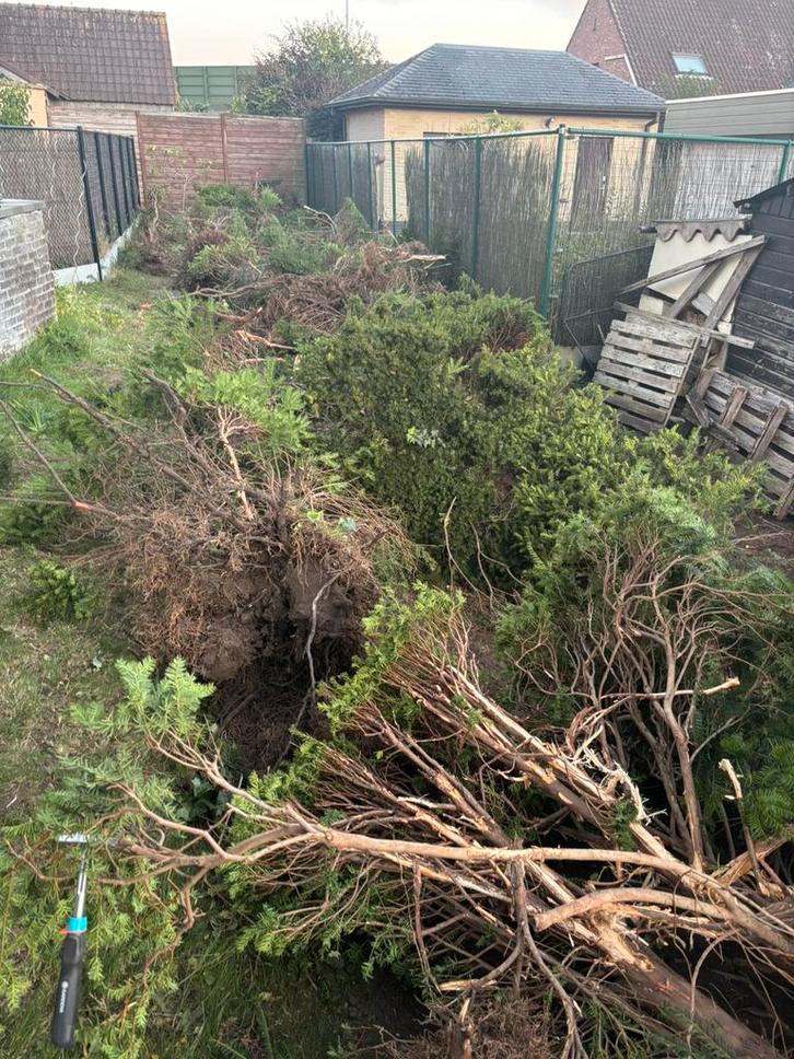 Gratis/Brandhout – Uitgehaalde Haag, Tuin en Terras, Brandhout, Takken, Ophalen