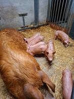 Biggen - vleesvarkens  - buitenvarkens aangeboden!, Dieren en Toebehoren, Schapen, Geiten en Varkens, Meerdere dieren, Varken