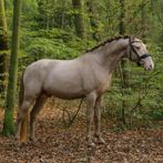 Ponyruiters opgelet!! ## Unieke pony! ##, B, Ruin, Dressuurpony, 3 tot 6 jaar