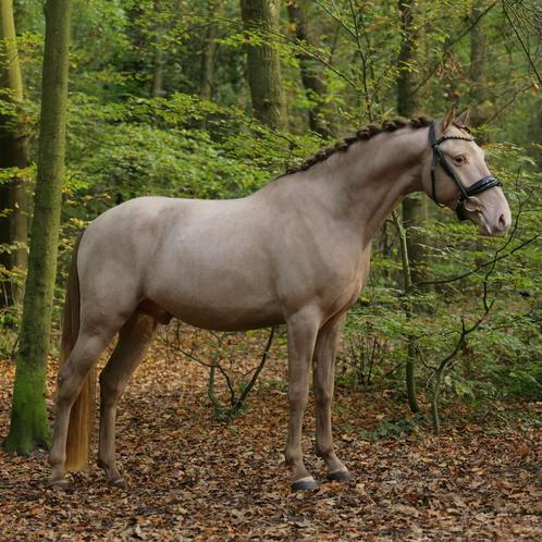 Avis aux cavaliers de poney ! ## Un poney unique ! ##, Animaux & Accessoires, Poneys, Hongre, B, Poney E (1.48 m - 1.57m), Poney de dressage