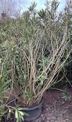 Oleander 1.90 m hoog, Tuin en Terras, Planten | Tuinplanten, Volle zon, Vaste plant, Zomer, Ophalen