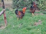 Wyandotte groothoen, Dieren en Toebehoren, Pluimvee, Meerdere dieren, Kip