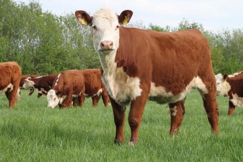 Hereford vaarzen, Dieren en Toebehoren, Overige Dieren, Meerdere dieren