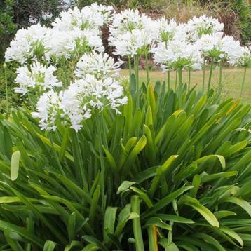 Agapanthus Albus  beschikbaar voor biedingen