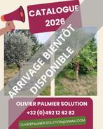 olivier et palmier, Enlèvement, Printemps