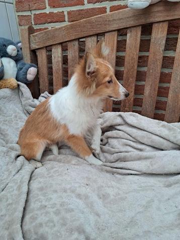 Sheltie Shetland, chien de berger, mini lassie