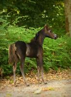 Prachtig verfijnd amha amhr nmprs hengstje, Animaux & Accessoires, Chevaux