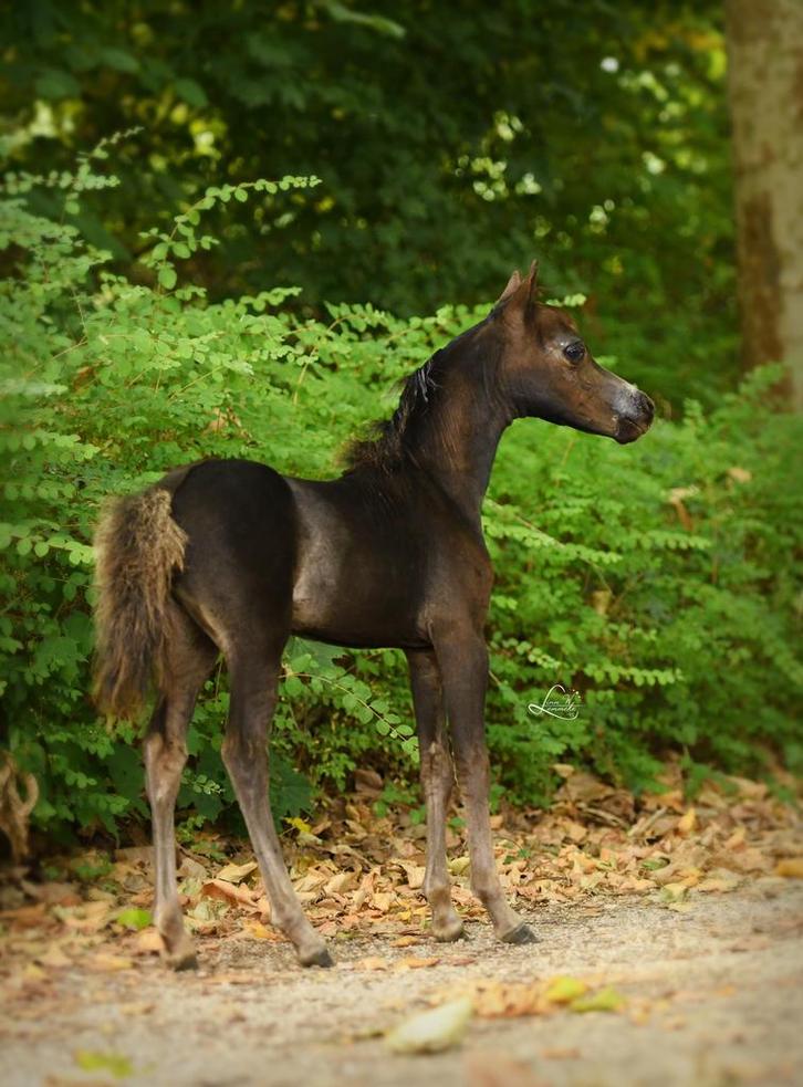Prachtig verfijnd amha amhr nmprs hengstje, Dieren en Toebehoren, Paarden