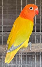 Euwing Opaline Dilute Fischeri Pop 2025, Dieren en Toebehoren, Vogels | Parkieten en Papegaaien, Vrouwelijk, Dwergpapegaai of Agapornis