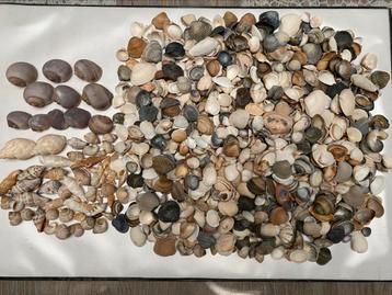 1 kg/500 verschillende schalen  beschikbaar voor biedingen