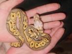 Ball python#python regius#clown#hypo, Dieren en Toebehoren, Reptielen en Amfibieën