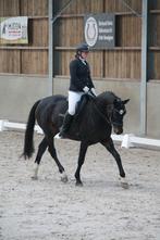 Paard merrie drachtig, Dieren en Toebehoren, Paarden, Merrie, B, Gechipt, Dressuurpaard