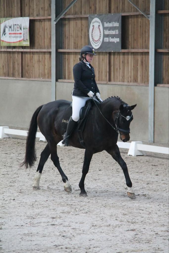 Paard merrie drachtig, Dieren en Toebehoren, Paarden, Merrie, B, 170 tot 175 cm, 3 tot 6 jaar, Dressuurpaard, Met stamboom, Gechipt