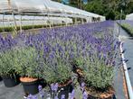 Lavendel, Ophalen of Verzenden, Vaste plant