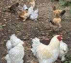 Broed eieren brahma gemixte toom, Dieren en Toebehoren, Pluimvee, Geslacht onbekend, Kip