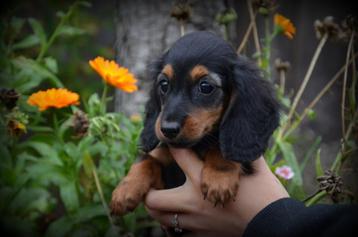 Langharige Teckel pups blond zwart beschikbaar voor biedingen
