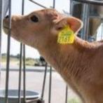 Zoek Jersey vaarskalveren te koop, Dieren en Toebehoren, Vrouwelijk, 0 tot 2 jaar