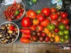 BIOLOGISCHE tomatenzaden 2023 (zie lijst in beschrijving)