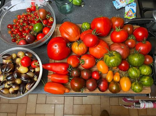 Graines de tomates BIO (voir liste en description), Tuin en Terras, Bloembollen en Zaden, Ophalen of Verzenden