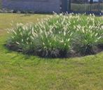 Pennisetum 'Hameln', Tuin en Terras, Planten | Tuinplanten, Ophalen, Volle zon, Vaste plant, Siergrassen