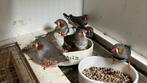 Zebravinken, Dieren en Toebehoren, Vogels | Overige Vogels