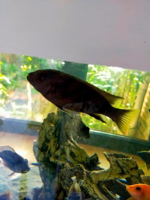 Koppel acei, Dieren en Toebehoren, Vissen | Aquariumvissen