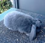 dieren konijnen, Femelle, Nain, Oreilles tombantes, 0 à 2 ans