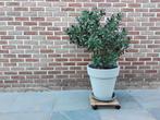 Mooie vetplant Crassula, Ophalen, Zo goed als nieuw