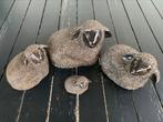 Nieuwe familie bruine schapen decoratie, Ophalen, Nieuw