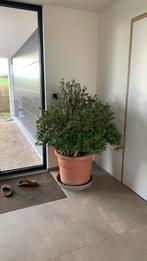 Crassula ovata 'Sunset', Huis en Inrichting, Kamerplanten, 100 tot 150 cm, In pot, Volle zon, Ophalen