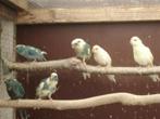 kakarikis, Animaux & Accessoires, Oiseaux | Perruches & Perroquets, Perruche, Bagué, Plusieurs animaux