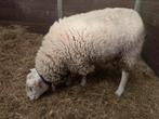 Schaap ram, Dieren en Toebehoren, Schapen, Geiten en Varkens, Schaap
