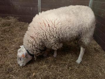 Schaap ram, Mouton
