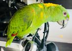 Handtamme/mega lieve geelnek amazone papegaai! Te koop!, Dieren en Toebehoren, Papegaai, Tam