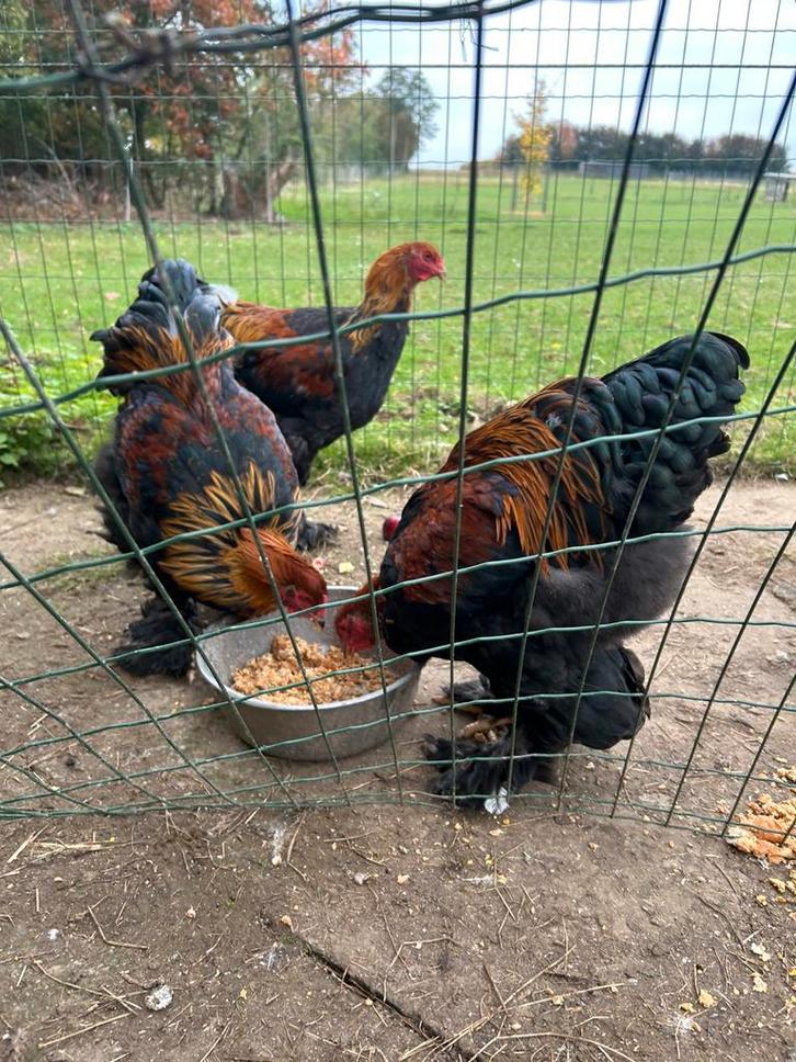 Brahma groothoender goudpatrijs, Dieren en Toebehoren, Pluimvee