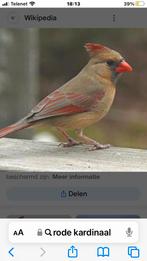 Rode kardinaal pop gezocht, Animaux & Accessoires, Oiseaux | Oiseaux Autre
