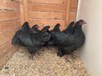 Jonge australorp hennen 2025, Dieren en Toebehoren, Pluimvee
