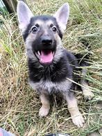 Chiots bergers allemands, Animaux & Accessoires, Chiens | Bergers & Bouviers, Plusieurs, Parvovirose, Belgique, Berger