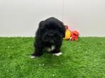 Nestje Lhasa Apso pups, België, Overige rassen, CDV (hondenziekte), 8 tot 15 weken