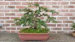 Bonsai Cotoneaster, Tuin en Terras, Ophalen, Herfst