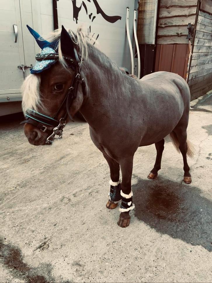 Stoere hengst zoekt ruiter (zie beschrijving), Dieren en Toebehoren, Pony's, Hengst, Zadelmak