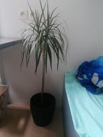 Dracaena boom met bloempot, Huis en Inrichting, Kamerplanten, 100 tot 150 cm, Overige soorten, Groene kamerplant, Halfschaduw
