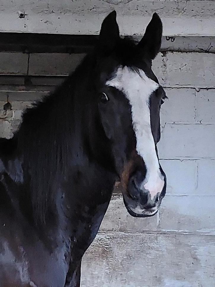 Ruiter gezocht voor doorrijden merrie., Dieren en Toebehoren, Paarden, Merrie, B, 165 tot 170 cm, 11 jaar of ouder, Dressuurpaard