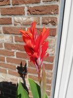 canna rood, Tuin en Terras, Ophalen, Volle zon