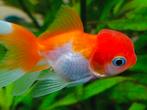Oranda, Animaux & Accessoires, Poissons | Poissons d'aquarium
