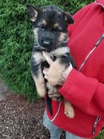 Prachtige Duitse Herder puppy’s bij ons op de boerderij, Dieren en Toebehoren, Honden | Herdershonden en Veedrijvers, België, Fokker | Hobbymatig