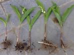 muguet à planter : 5 racines (longue tige)., Tuin en Terras, Vaste plant, Halfschaduw, Lente, Ophalen