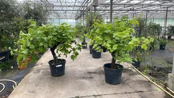 Prachtige druivelaars nieuwe aanvoer! beschikbaar voor biedingen