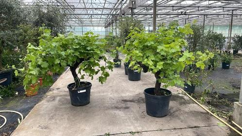 Prachtige druivelaars nieuwe aanvoer!, Tuin en Terras, Planten | Bomen, Ophalen