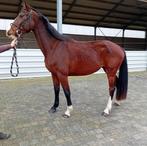 3 jarige merrie v. Casall, Dieren en Toebehoren, Merrie, Springpaard, Gechipt, 3 tot 6 jaar